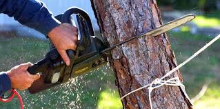 Best Emergency Tree Removal  in Bemiss, GA