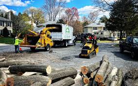 How Our Tree Care Process Works  in  Bemiss, GA