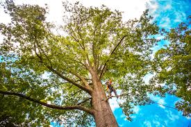 Best Lawn Renovation and Restoration  in Bemiss, GA