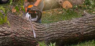 Best Lawn Disease Treatment  in Bemiss, GA