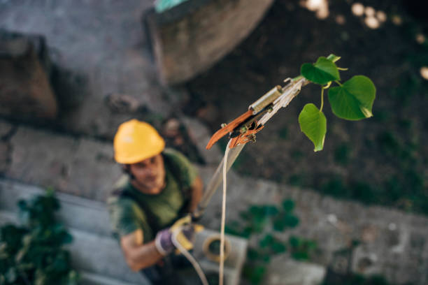 Best Commercial Tree Services  in Bemiss, GA