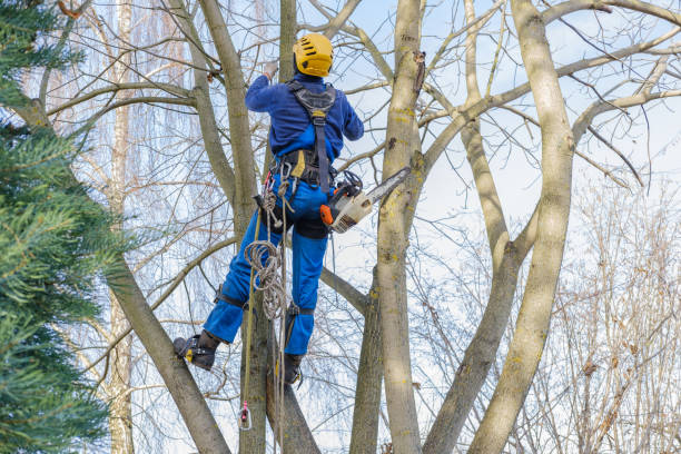 Bemiss, GA Tree Services Company