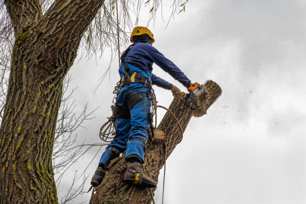 Best Root Management and Removal  in Bemiss, GA